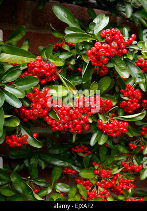 PYRACANTHA MOHAVE. FIRETHORN. Foto Stock