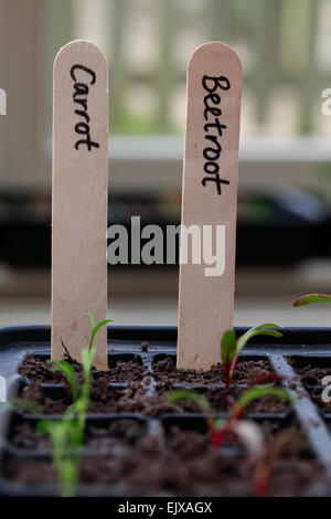 Riprese ravvicinate di piantine di germinare in ambienti interni in un modulo piantina vassoio, con il nome di legno etichette per indicare la varietà coltivata. Foto Stock