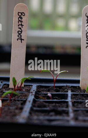 Riprese ravvicinate di piantine di germinare in ambienti interni in un modulo piantina vassoio, con il nome di legno etichette per indicare la varietà coltivata. Foto Stock