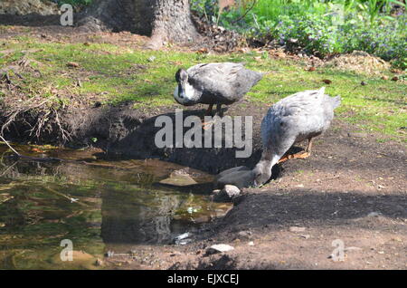 Anatre Foto Stock