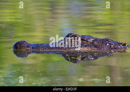 Il coccodrillo americano (Alligator mississippiensis) nuotare in una palude con la riflessione, Brazos Bend state park, Needville, Texas Foto Stock