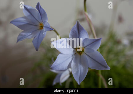 Piccolo Blu / fiore lilla chiamato Ipheion uniflorum saggiamente blu cresce bassa e profumata fioritura in tardo inverno / molla Foto Stock