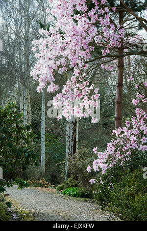 Magnolia Campbellii Charles Raffili tree in primavera alla RHS Wisley Gardens. Wisley, Surrey, Regno Unito Foto Stock