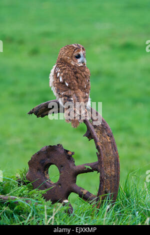 Allocco. ( Strix aluco). seduta su una fattoria rustica ruota. Foto Stock