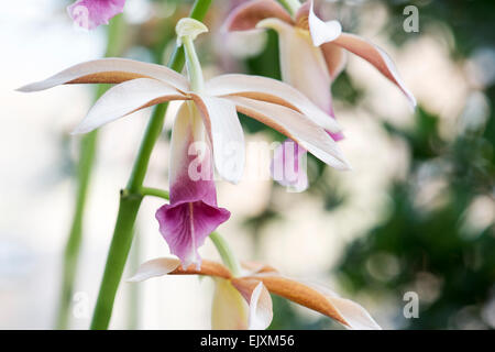 Phaius Tankervilleae. Orchidee terrestri Foto Stock