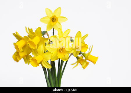 A bunch of miniature daffodils against a white background. Foto Stock