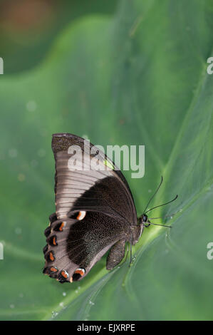 Smeraldo (o nastrare Peacock) a coda di rondine Butterfly: Papilio palinurus. Foto Stock