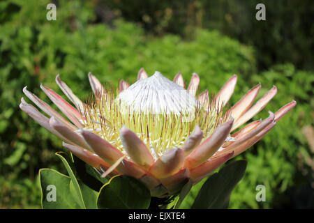 Re Protea, il fiore nazionale del Sud Africa. Foto Stock