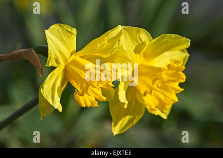 Wild daffodil / Quaresima lily (Narcissus pseudonarcissus) in fiore Foto Stock