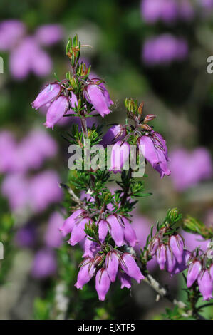 Bell heather / heather-bell (Erica Cinerea) in fiore Foto Stock