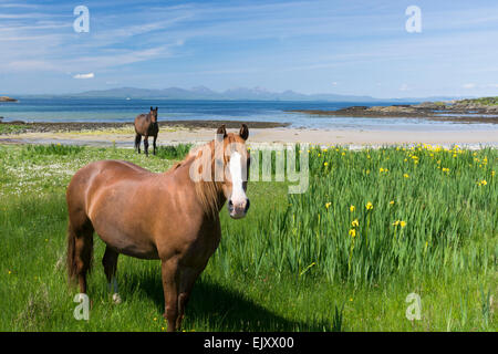 Cavalli al pascolo sulla spiaggia in riva sul gigha Foto Stock