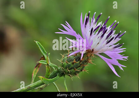 Stella ruvida thistle / ruvido star-thistle (Centaurea aspera) in fiore Foto Stock