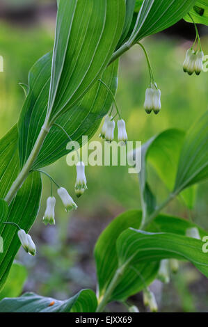 Salomone comune del sigillo / David arpa (Polygonatum multiflorum) in fiore Foto Stock