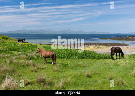 Cavalli al pascolo sulla spiaggia in riva sul gigha Foto Stock