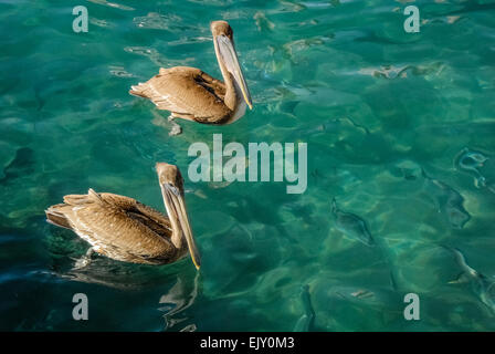 Due Florida pellicani nuotare al di sopra di una scuola di pesce nel emerald acqua colorata di Sailfish Marina accanto al Palm Beach ingresso. Foto Stock