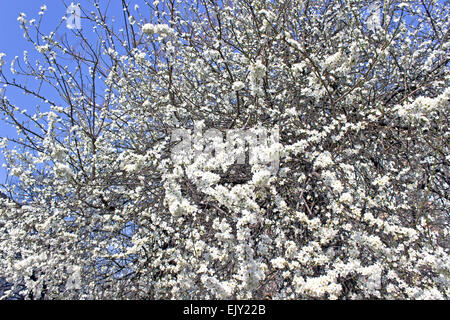 Fioritura di rami di albero su blue sky Foto Stock