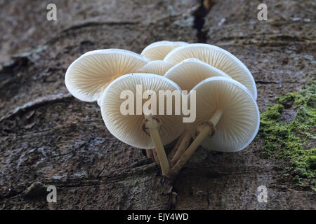 Fungo di porcellana catturato in porcellana, Funghi di Bosco Lanthwaite, Lake District Foto Stock