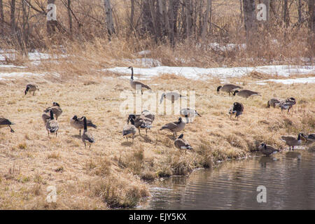 Un grande gregge di Oche del Canada in entrata e in uscita di un laghetto. Foto Stock