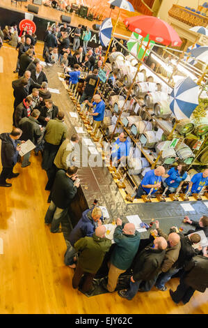 I clienti che godono di Pt in una CAMRA real ale festival. Foto Stock