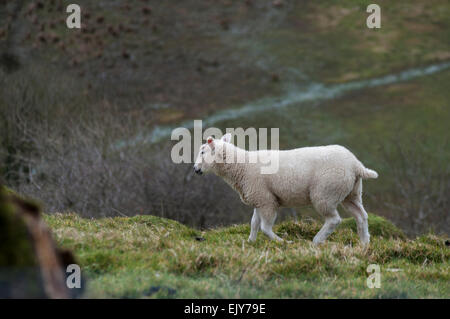 Agnello camminando sulla collina sopra Cwm Gwaun, Preselli National Park, Pembrokeshire, Galles Foto Stock