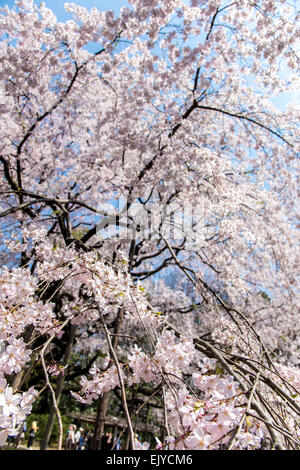 Piange la fioritura dei ciliegi,giardino Rikugien,Bunkyo-Ku,Tokyo Giappone Foto Stock