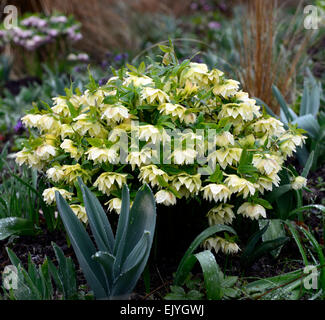 Bianco foglie di allio doppio hellebore fogliame primavera crescita RM floreale giardino progettazione giardini Foto Stock