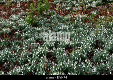 Massa masse ammassato snowdrops tappeto di fiori bianchi Fiori primavera sbocciano fiori selvaggi boschi di legno floreale RM Foto Stock