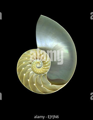 Nautilus sezione di guscio isolato su sfondo nero Foto Stock