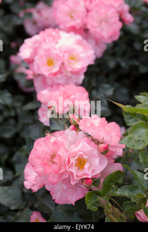 Rosa Jacky preferito, rosa ad arbusto Foto Stock
