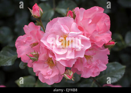 Rosa Jacky preferito, rosa ad arbusto Foto Stock