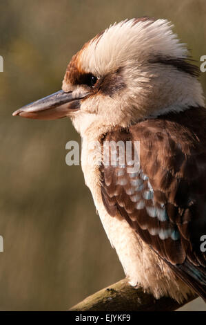 Ridendo Kookaburra (Dacelo novaeguineae) Foto Stock