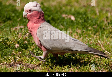 Galah rosa (Eolophus roseicapilla) in marzo Foto Stock