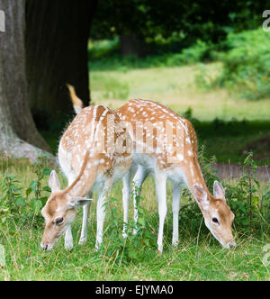 Due esemplari di daini in un parco naturale Foto Stock