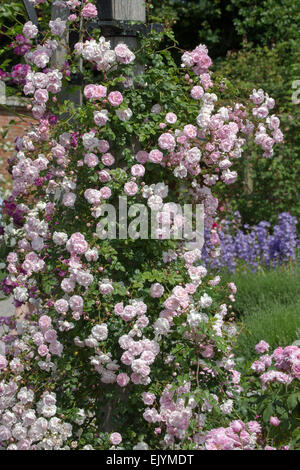 Rosa esordiente, rambling rosa Foto Stock