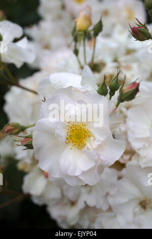 Rosa Penelope, hybrid musk rose Foto Stock