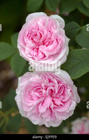 Rosa Koningin von Danemark, Alba rose Foto Stock