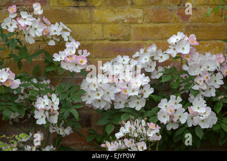 Rosa Francesco Lester, hybrid musk rose Foto Stock