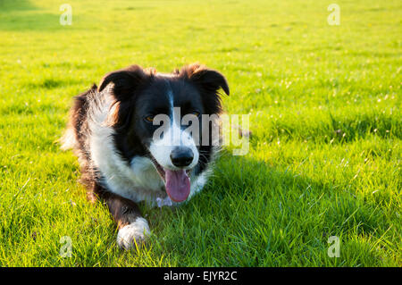 Un ansimando Border Collie cane in un campo con erba verde in un caldo pomeriggio di sole. Foto Stock