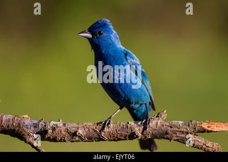 Un indigo bunting appollaiato su un ramo Foto Stock