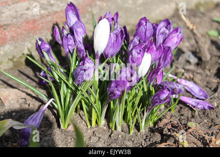 Violetta primi fiori di primavera snowdrops aperto sotto il caldo sole Foto Stock