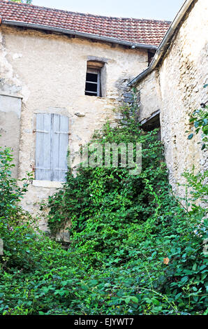 Vines running wild in un angolo di un cortile abbandonati in a Santenay, Côte-dOr, Francia Foto Stock