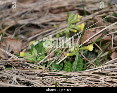 Oxlip, vero oxlip / Primula elatior / Hohe Schlüsselblume, Wald-Schlüsselblume Foto Stock