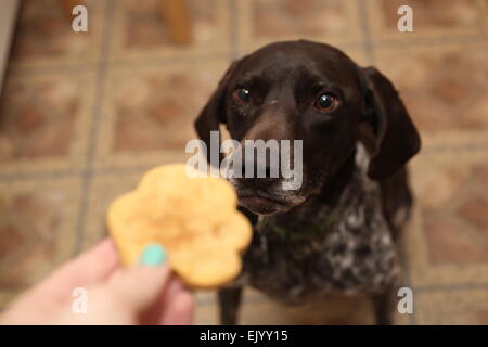 Tedesco a pelo corto puntatore a mendicare per un cookie Foto Stock