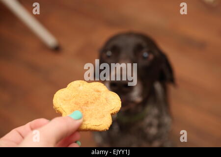 Tedesco a pelo corto puntatore a mendicare per un cookie Foto Stock