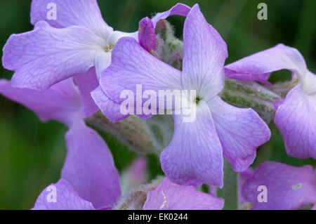 Stock del mare (Matthiola sinuata / Cheiranthus muricatus) in fiore Foto Stock