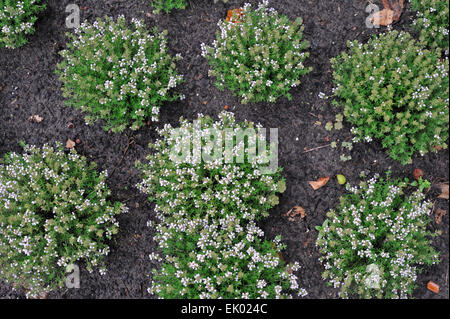 Giardino / timo serpillo comune / Tedesco timo (Thymus vulgaris) in fiore nel giardino di erbe aromatiche Foto Stock