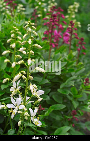 Bush Burning / falso dittany / bianco / dittany impianto gas / Fraxinella (Dictamnus albus) in fiore Foto Stock