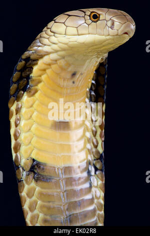 Cobra reale (Ophiophagus hannah). Foto Stock