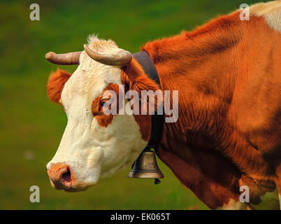Profilo di bellissimo ritratto di un bianco e marrone di hereford cow indossando una campana Foto Stock