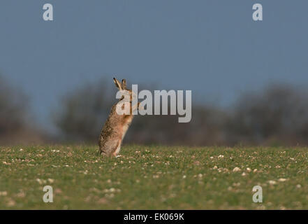 Unione marrone (comune)- lepre Lepus europaeus, la molla. Regno Unito. Foto Stock